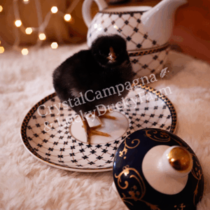 Dominique Chick Standing in Teacup – Printable Photo Art Download